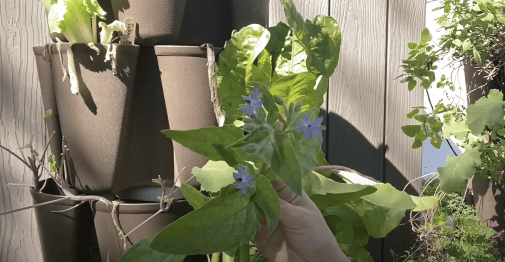 Borage Plant